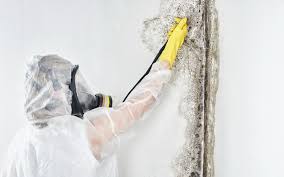 Why You Should Choose Our Mold Remediation Services in Rockwell, NC